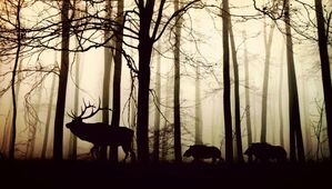 Bild von cocoparisienne auf Pixabay